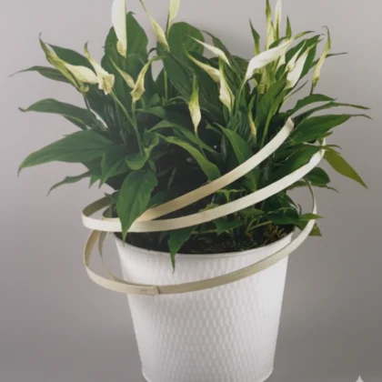 Spathiphyllum