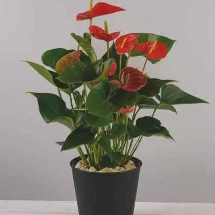 Anthurium